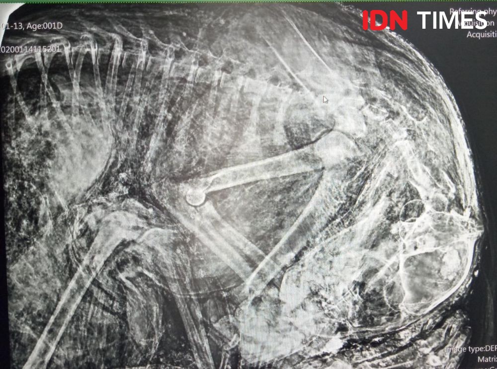 Gunakan X-Ray Selidiki Sebab Kematian Macan Tutul di Pegunungan Muria
