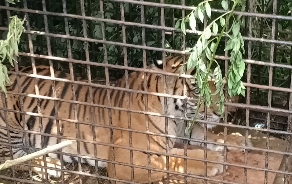 Harimau Sumatera yang Tertangkap di Muaraenim Masuk Kebun Binatang?