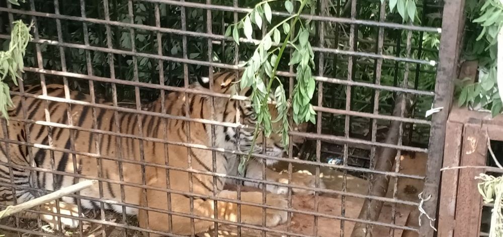 Gubernur Sumsel: Macan Nganar Sudah Ditangkap! 