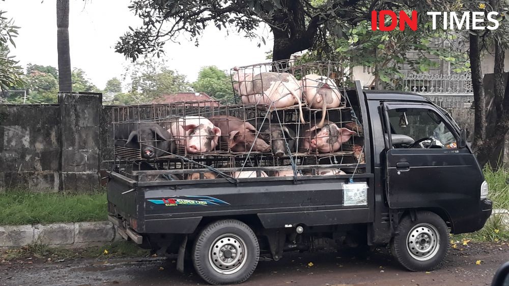 3 Penyakit yang Sering Menyerang Peternakan Babi di Bali, Bukan ASF