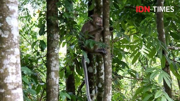 40 Monyet Ekor Panjang Dilepas ke Pulau Nusa Barong