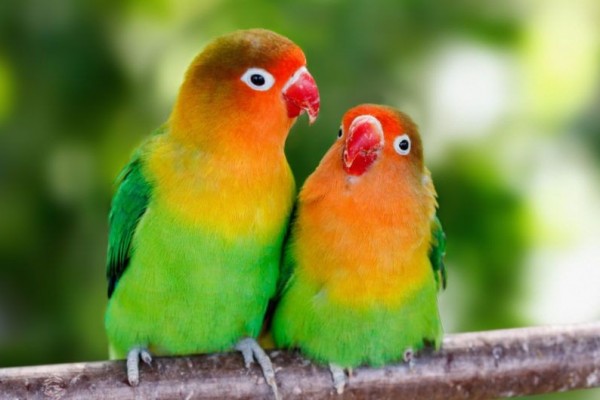 7 Penyakit Yang Paling Banyak Dialami Love Bird