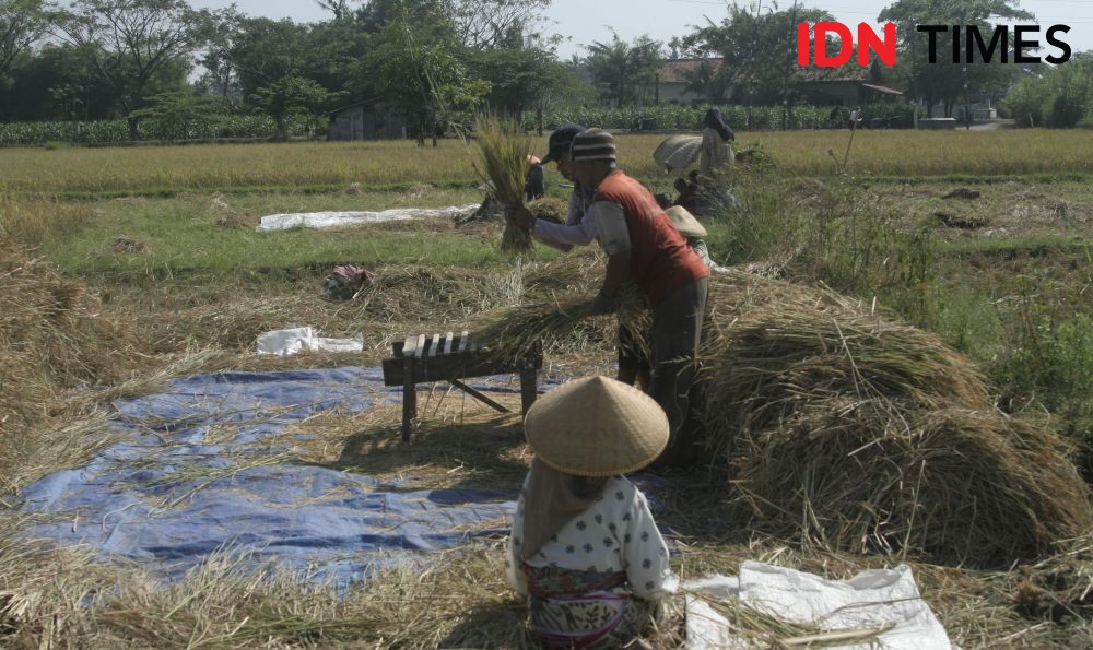 Buruh Panen Lokal di Bali Harus Dipekerjakan Kembali