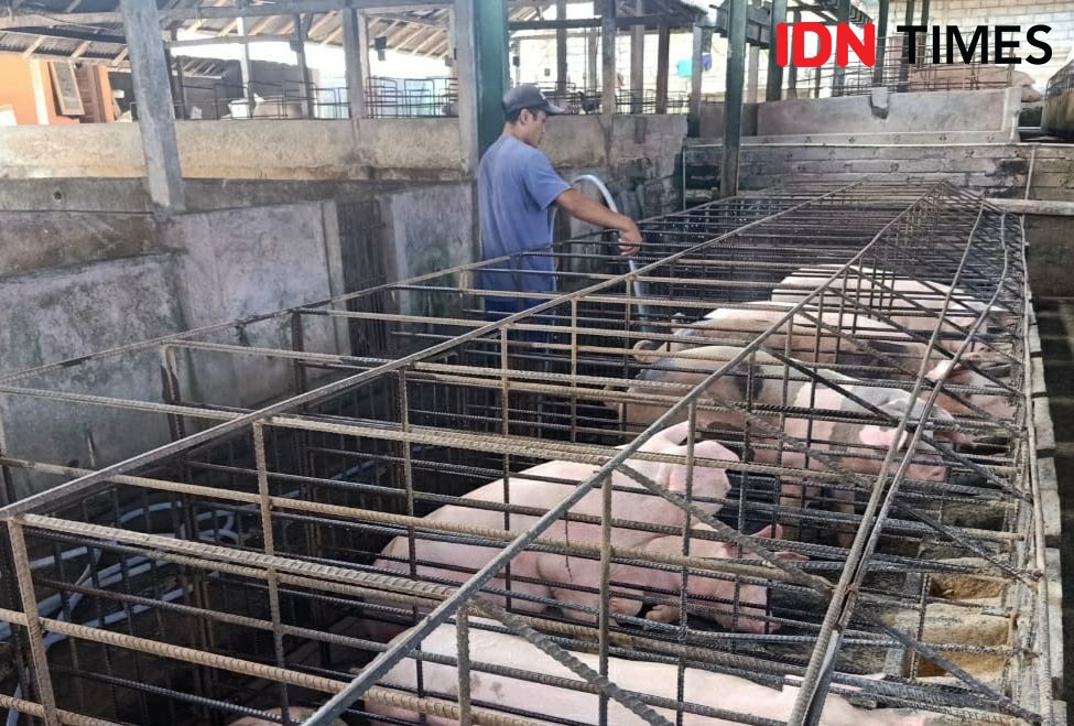 Pengusaha Babi di Bali Minta Pemerintah Jangan Salahkan Swill Feeding
