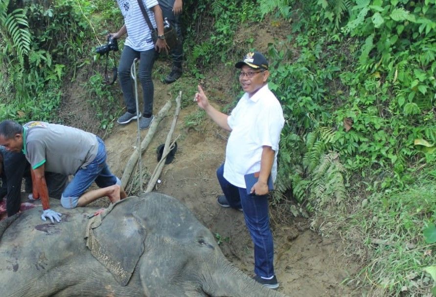 Kematian Gajah Legendaris Medan Zoo, Ini Kata Plt Wali Kota Medan