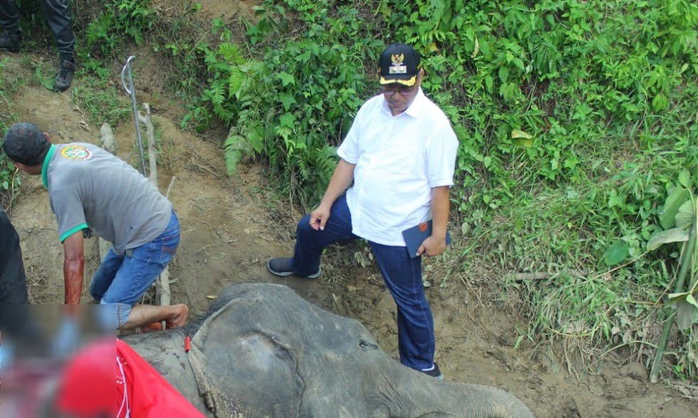 Kematian Gajah Legendaris Medan Zoo, Ini Kata Plt Wali Kota Medan