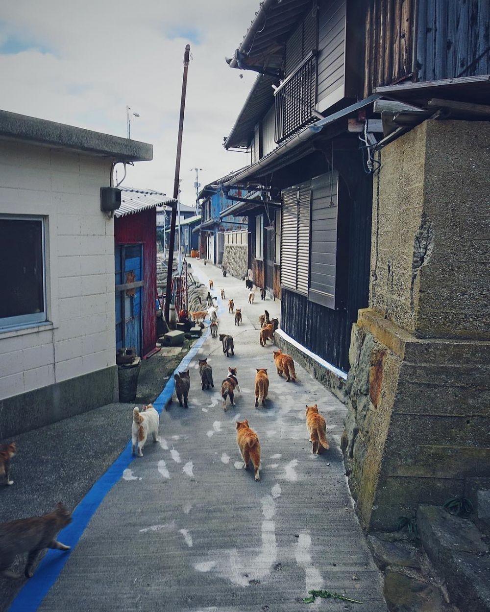 10 Fakta Unik Aoshima, Pulau Kucing di Jepang yang Gemesin Banget!