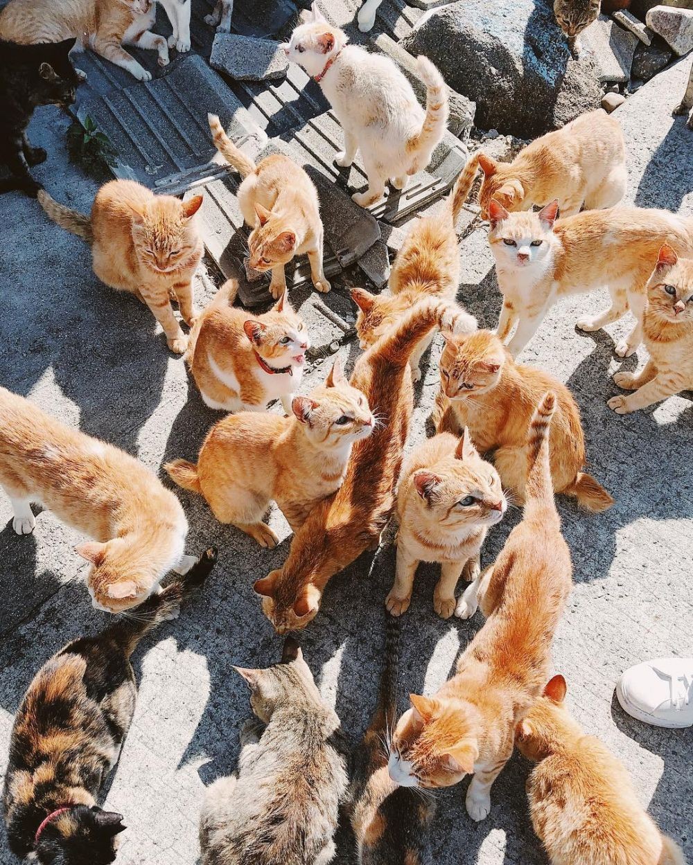 10 Fakta Unik Aoshima, Pulau Kucing di Jepang yang Gemesin Banget!