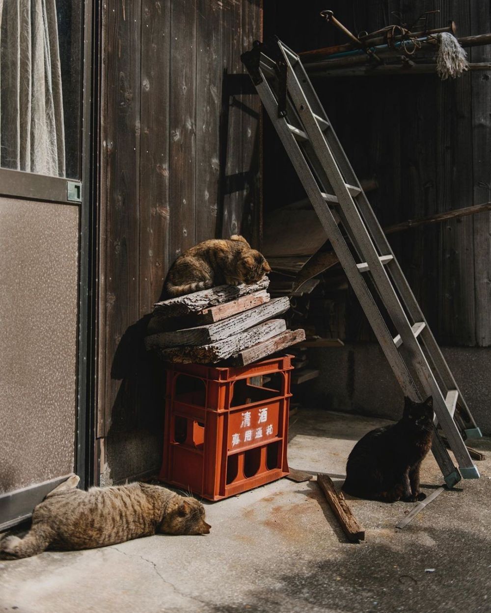 10 Fakta Unik Aoshima, Pulau Kucing di Jepang yang Gemesin Banget!