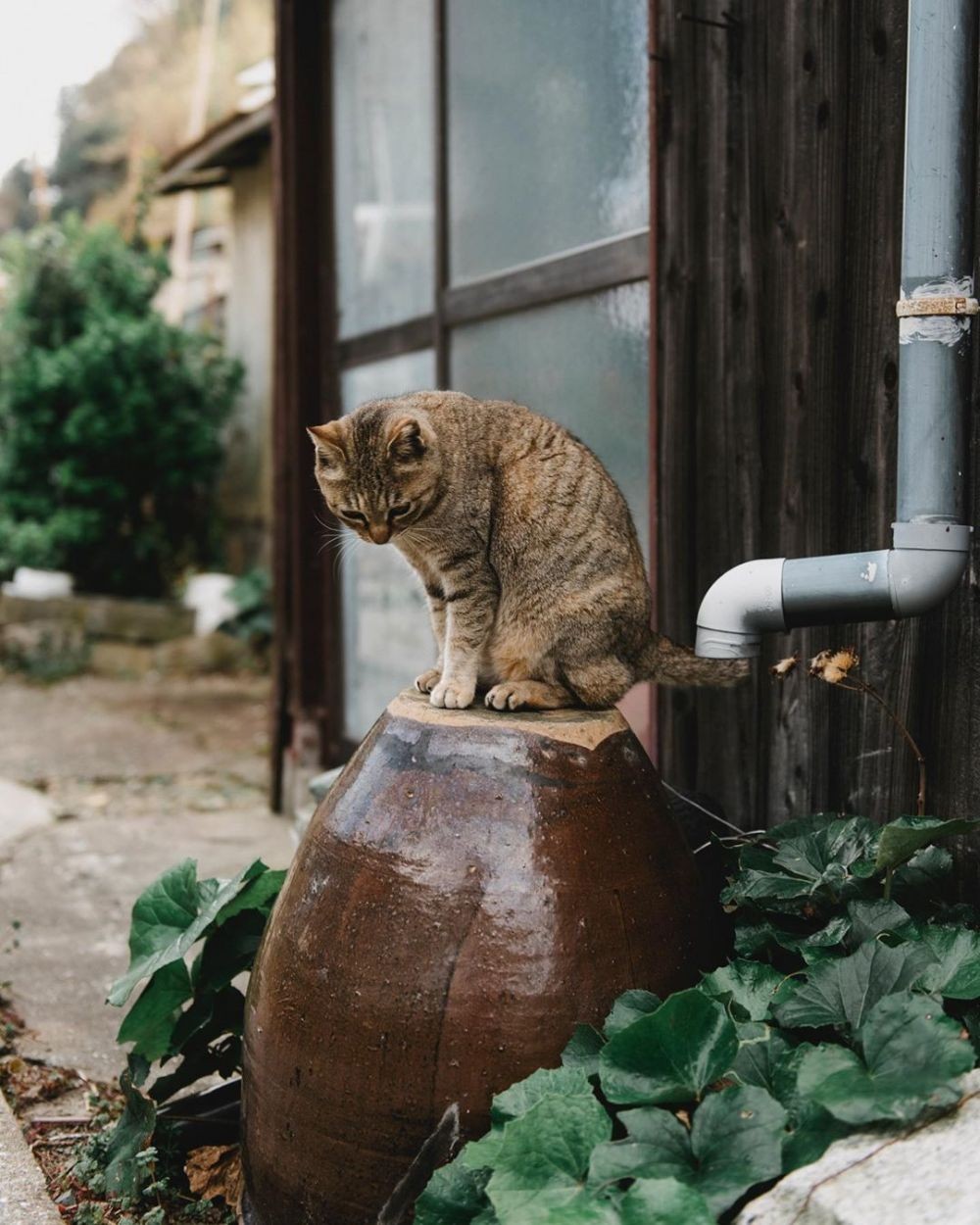 10 Fakta Unik Aoshima, Pulau Kucing di Jepang yang Gemesin Banget!