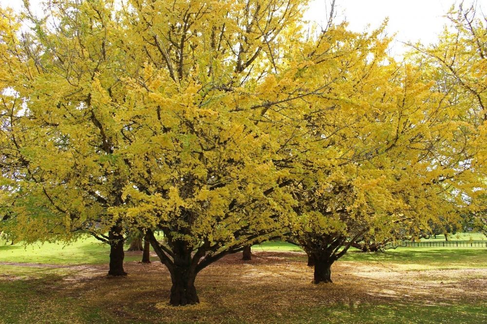 7 Fakta Menarik Ginkgo Biloba, Pohon Abadi dari Tiongkok