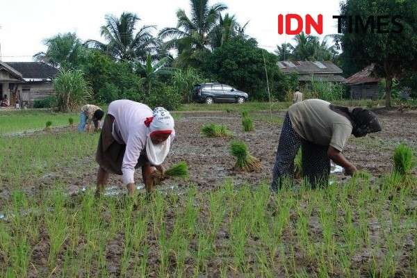 Anak Muda Kurang Tertarik, Regenerasi Petani Jadi Tantangan