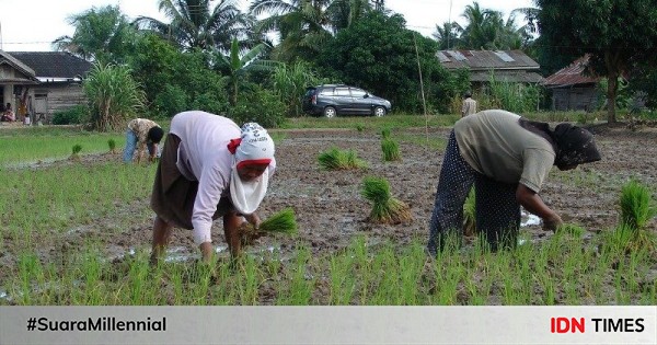 Anak Muda Kurang Tertarik, Regenerasi Petani Jadi Tantangan