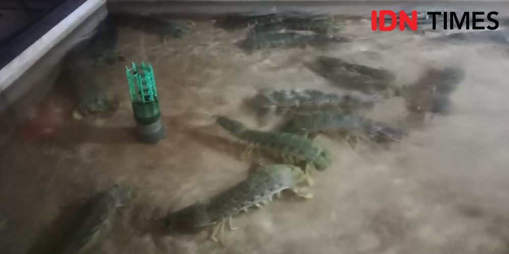 Heboh Virus Corona, Nelayan Pencari Lobster di Langkat Merana