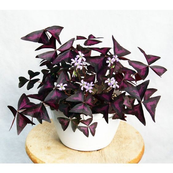 7 Tanaman Hias Pembawa Hoki Sesuai Feng Shui Diletakkan Di Depan Rumah