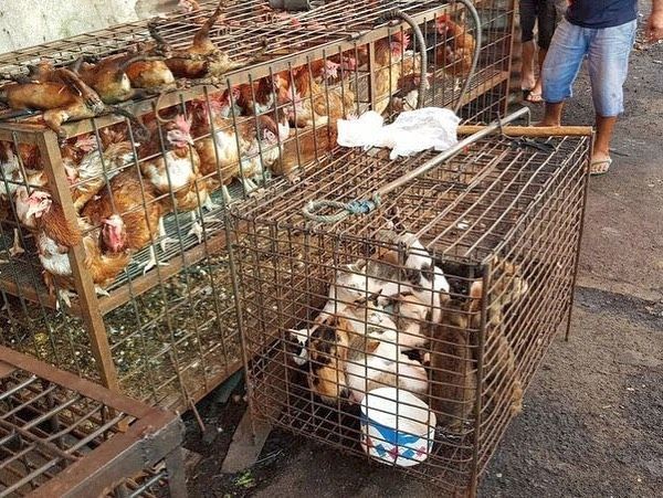 Khawatir Penyebaran Corona, Dog Meat Free Kirim Surat ke Jokowi