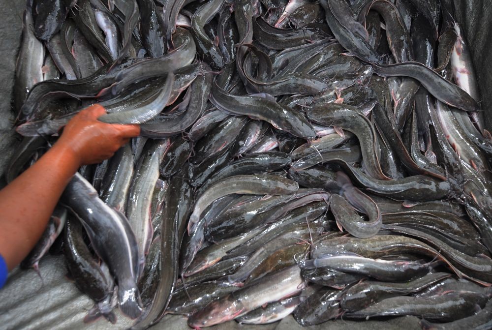 Emak-emak Bandar Lampung akan Mulai Budidaya Ikan Lele dalam Ember