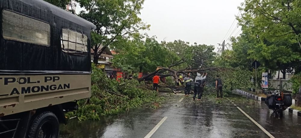 Pohon Tumbang Tutup Jalan di Lamongan, Lalu Lintas Macet Total