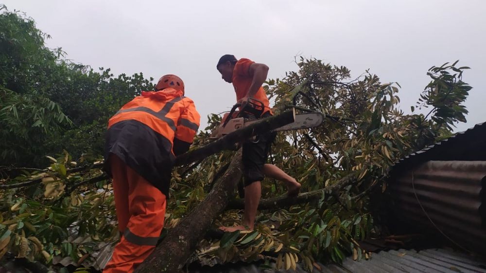 Hujan Lebat, Rumah Warga di Purbalingga Tertimpa Pohon Tumbang