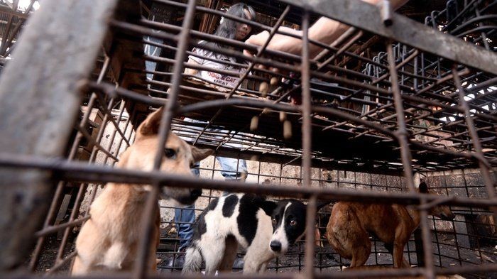 Kejam! Warga Semarang Lakban Anjingnya Sampai Tewas Gegara Suka Gigit Sofa