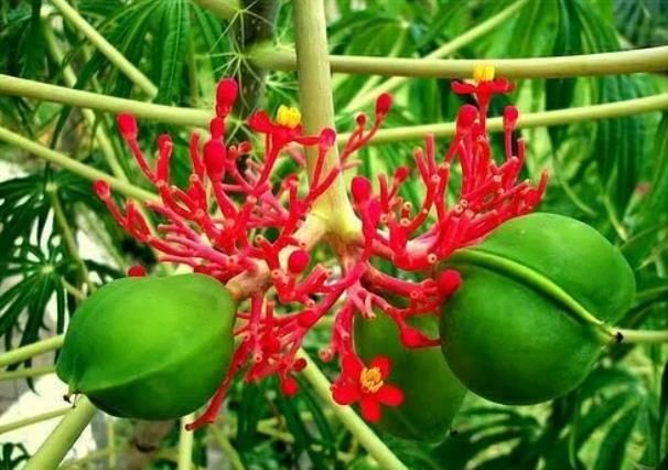 Tujuh Murid MI di Banyumas Keracunan Buah Jarak