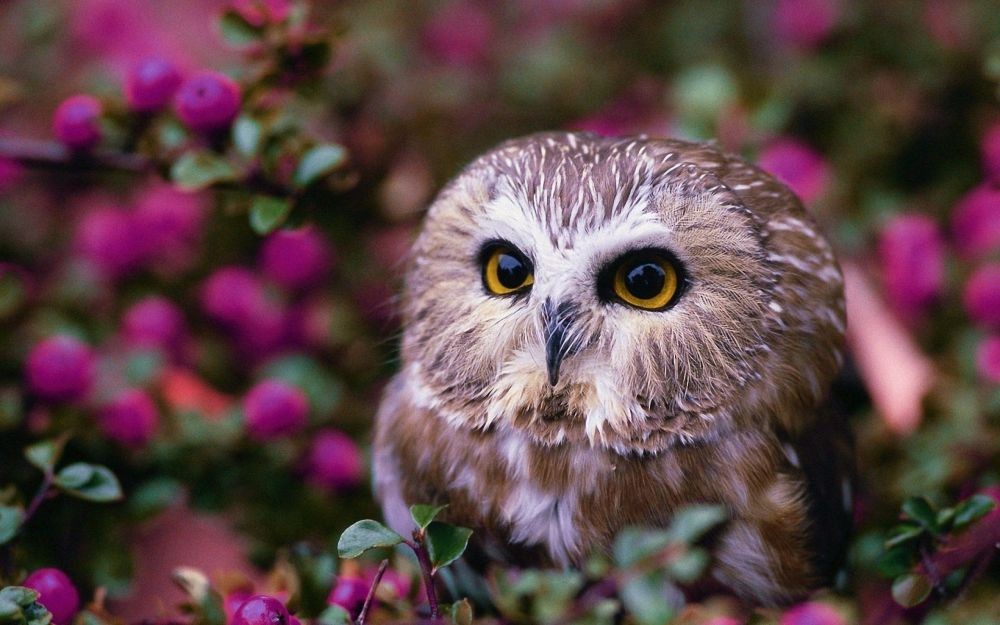 7 Alasan Kenapa Burung Hantu Tidak Cocok Jadi Hewan Peliharaan Kita