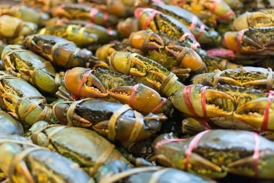 Beda Kepiting dan Rajungan yang Harus Kamu Tahu, biar Gak Salah Beli