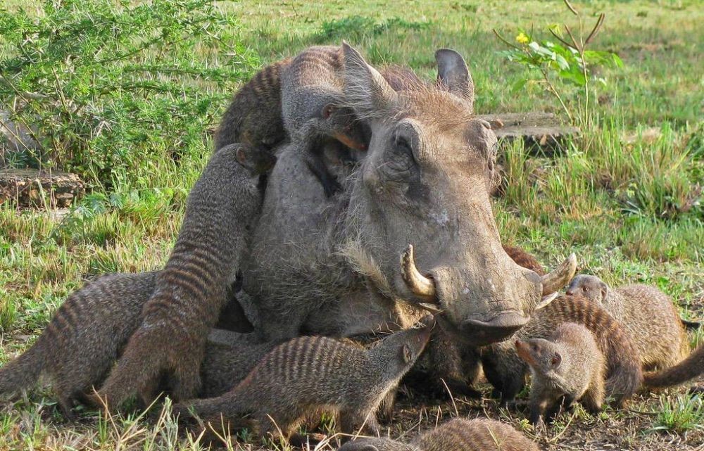 5 Fakta Unik Mongoose, Hewan Lucu yang Paling Ditakuti Ular