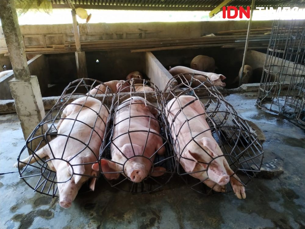 Babi dari Medan dan Bali Dilarang Masuk Jateng, Tangkal Hog Cholera