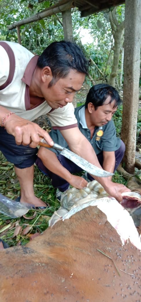 Pengiriman Sapi ke Luar Bali Naik, Minimal Bobot Boleh 250 Kilogram
