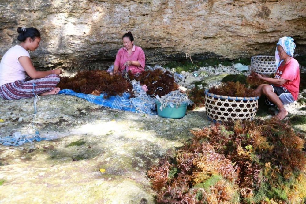 Turis Tiongkok Sepi, Warga Lembongan Kembali Jadi Petani Rumput Laut