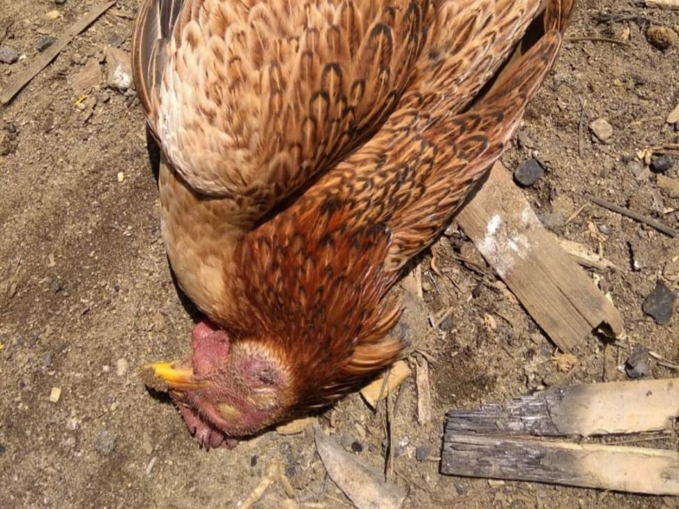 500 Ayam Ternak Warga di Palembang Mati Terdampak Virus Flu Burung 
