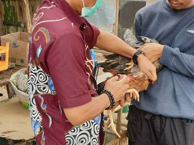 500 Ayam Ternak Warga di Palembang Mati Terdampak Virus Flu Burung 