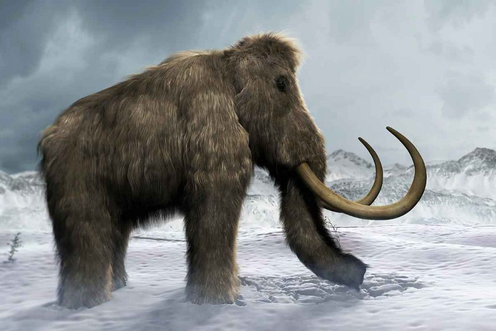  A woolly mammoth walks through the snowy landscape of Wrangel Island, its long tusks and shaggy fur helping it to survive in the harsh Arctic environment.