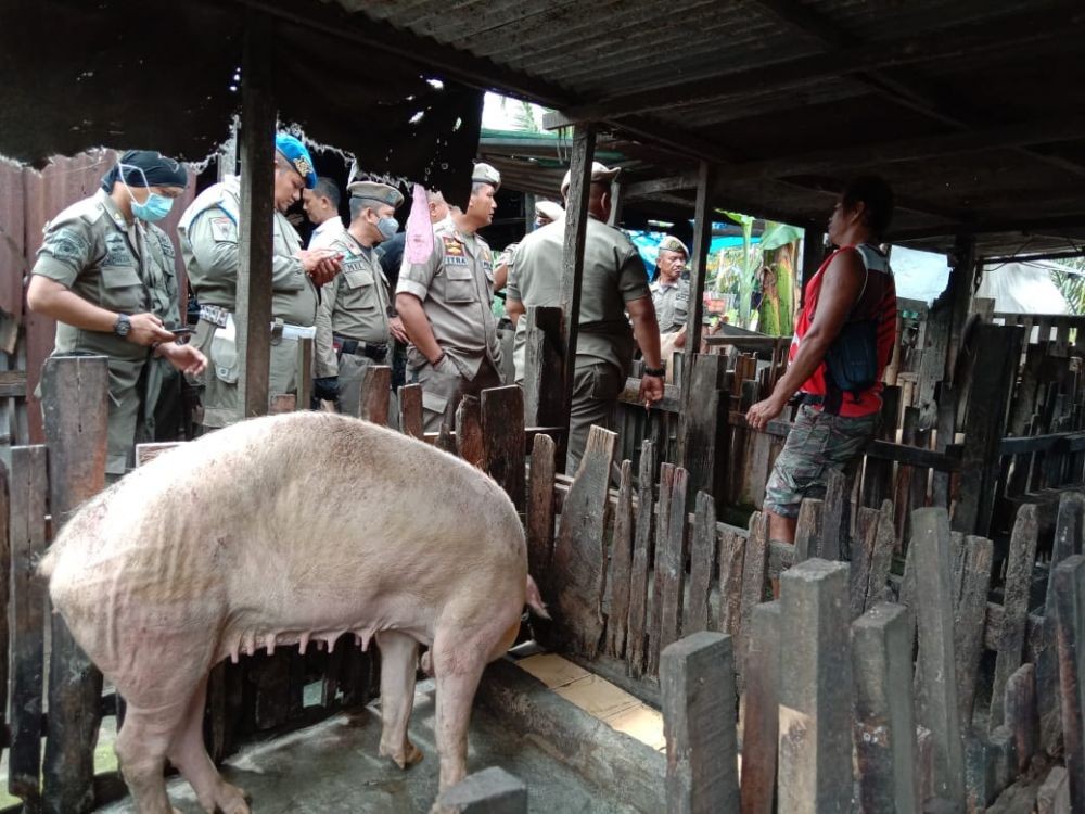 Dianggap Meresahkan, Satpol PP Tertibkan Peternakan Babi di Makassar 