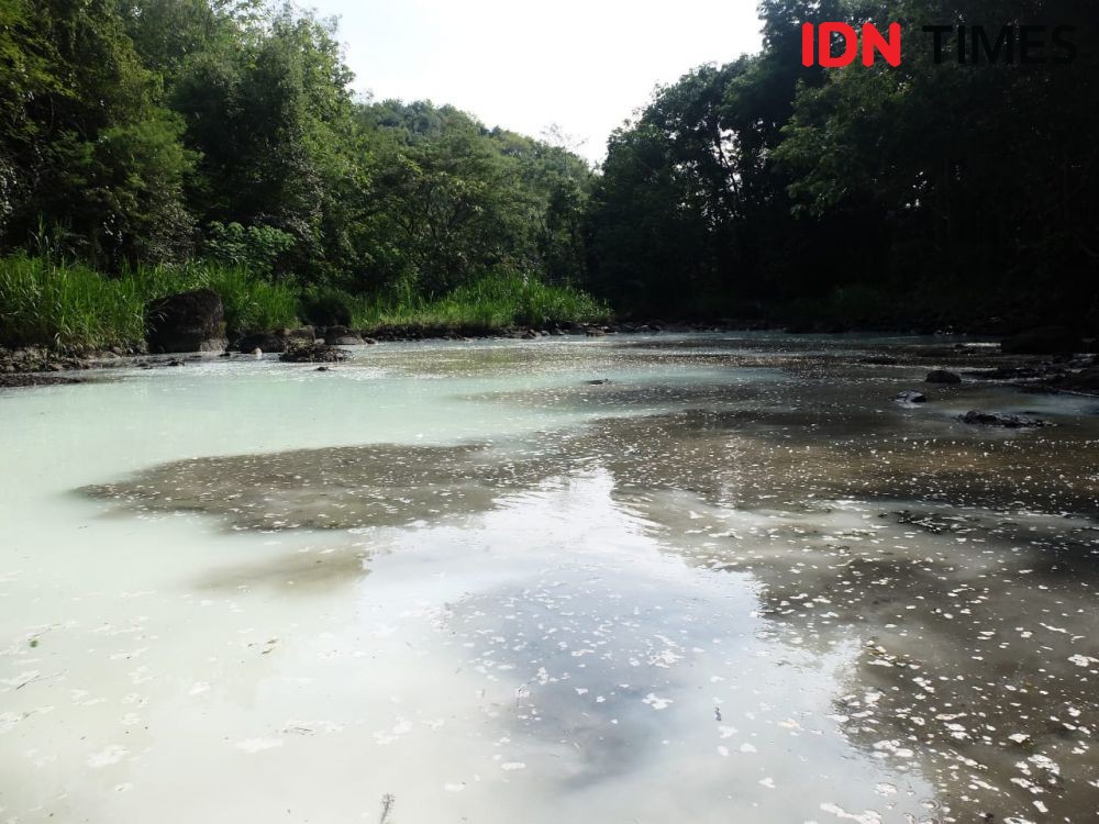 Bak Penampungan Tawas PDAM Bocor, Ribuan Ikan di Sungai Ngrancah Mati 