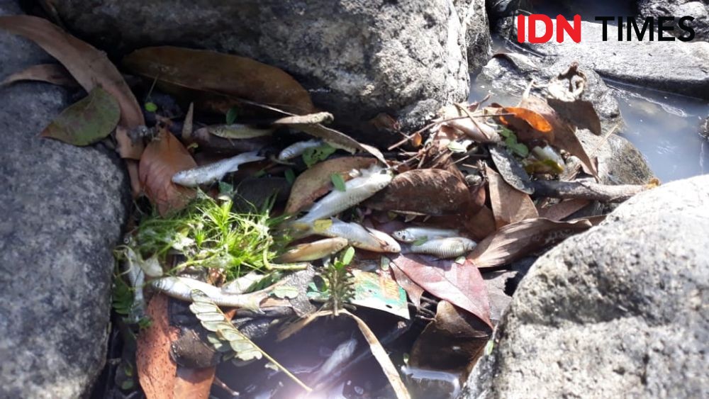 Bak Penampungan Tawas PDAM Bocor, Ribuan Ikan di Sungai Ngrancah Mati 