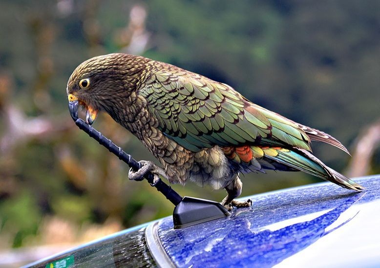 Попугай хищник. Попугай Кеа. Попугай Кеа новая Зеландия. Хищный попугай Кеа.