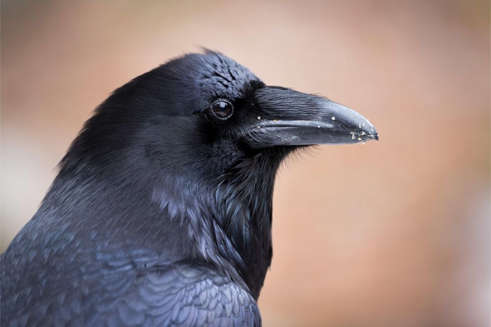 Ini 8 Spesies Burung Paling Cerdas dan Cerdik di Dunia, Apa Buktinya?