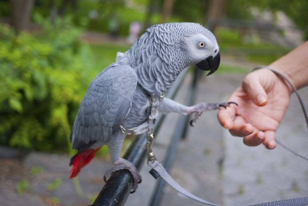 Ini 8 Spesies Burung Paling Cerdas dan Cerdik di Dunia, Apa Buktinya?