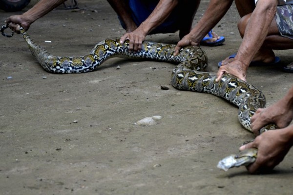 Bermaksud Menangkap, Remaja 16 Tahun Malah Tewas Dililit Ular Piton