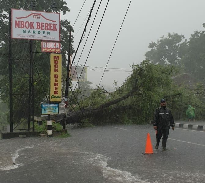 Angin Kencang di Sleman Sebabkan Pohon hingga Papan Reklame Roboh 