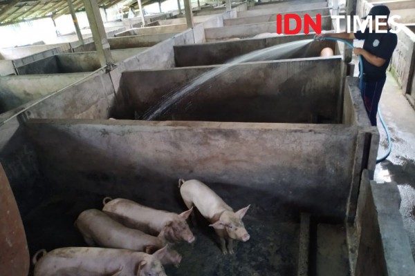 Babi dari Medan dan Bali Dilarang Masuk Jateng, Tangkal Hog Cholera