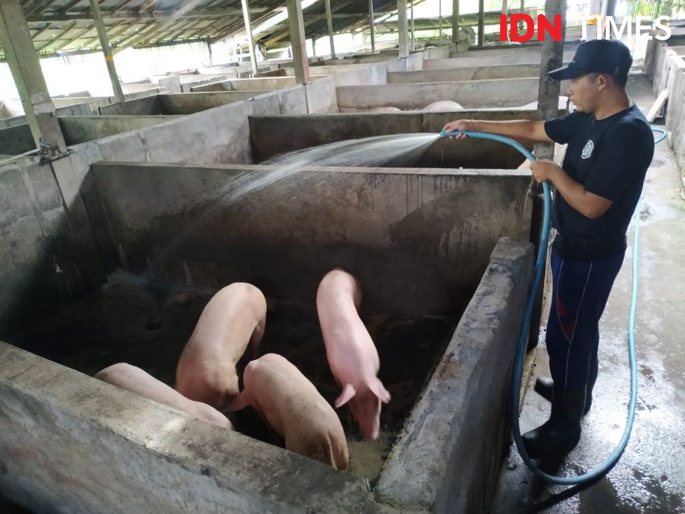 Ribuan Babi Mati Mendadak di Palembang, Diduga Kena Virus Babi Afrika