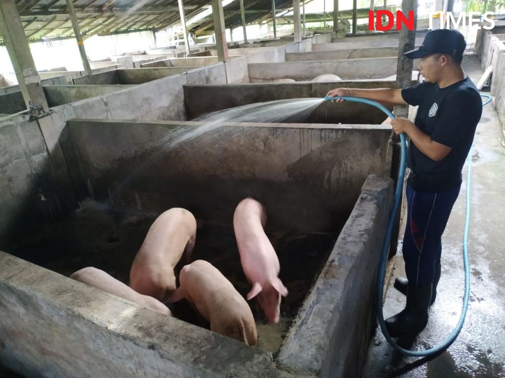 Stok dan Harga Babi di Klungkung Stabil Menjelang Galungan