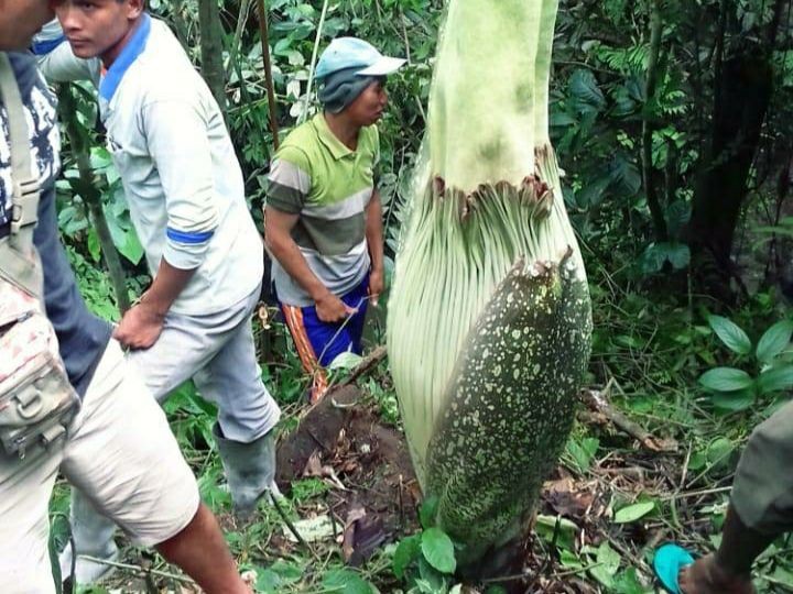 Bunga Bangkai Setinggi 2 Meter Ditemukan di Lokasi Wisata Pagaralam