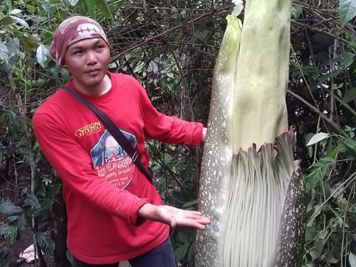 Bunga Bangkai Setinggi 2 Meter Ditemukan di Lokasi Wisata Pagaralam