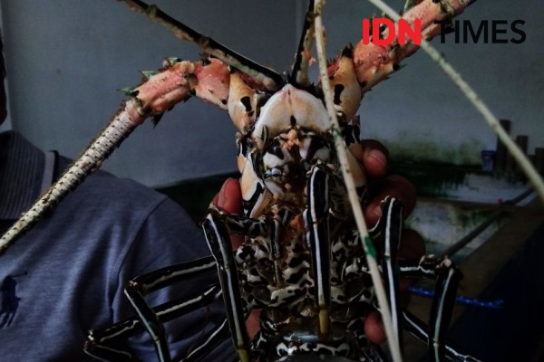 Ekspor Lobster Dibuka, Perusahaan di Semarang Ancang-ancang Jadi Eksporir