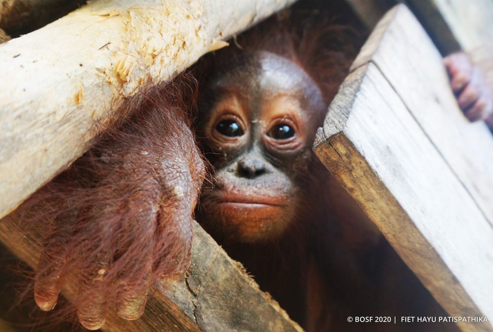 Jaksa Minta Otak Pelaku Perdagangan Orangutan Segera Disidang
