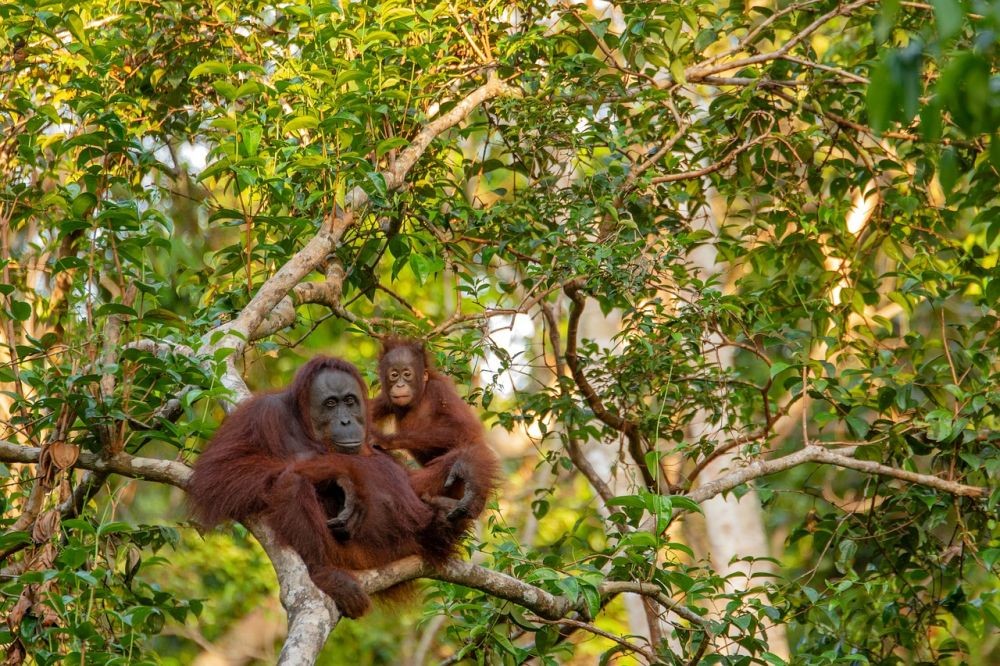 Sungai Tempat Orangutan dan Petugas Bertemu Tidak Dipenuhi Ular